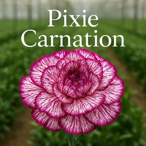May include: A close-up of a Pixie Carnation flower. The flower has a vibrant magenta and white striped pattern on its petals. The text "Pixie Carnation" is displayed in white at the top of the image. The background is a blurred green.