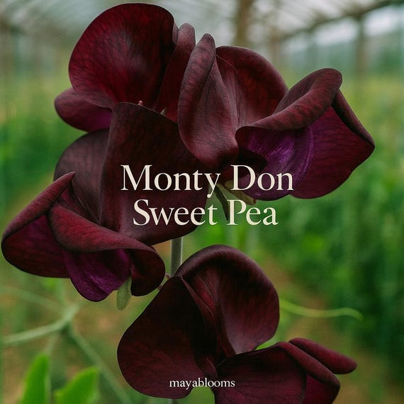 50 Monty Don Sweet Pea Flower Seeds Fragrant Climbing Vine Seeds Easy-Grow Colorful Blooms