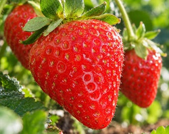 May include: Three ripe, bright red strawberries hanging from green stems with small yellow seeds visible on their textured surfaces. Each strawberry features a vibrant green leafy calyx at the top, surrounded by lush green foliage and soil.