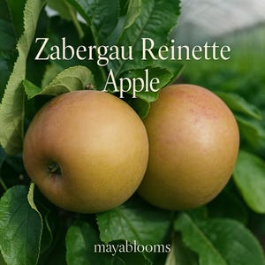 Zabergau Reinette Apple Seeds: Heirloom Variety for Home Garden