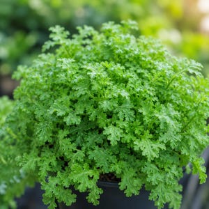 Tiny Tim Fairy Fern Live Plant, Leptinella Ground Cover, Terrarium Fairy Garden Pot