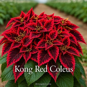 25 Kong Red Coleus Seeds - Bold Foliage & Vibrant Colors - Etsy