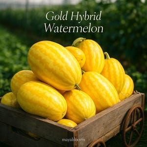 May include: A wooden cart filled with several golden-yellow Gold Hybrid watermelons. The watermelons have a striped pattern and are piled high. The text "Gold Hybrid Watermelon" is at the top of the image.