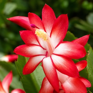Caribbean Dancer Christmas Cactus Live Plant Zygocactus in 2" Pot Easy Indoor Succulent Houseplant
