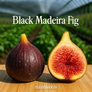 May include: A whole Black Madeira Fig next to a fig cut in half, revealing the red flesh. The figs are on a wooden surface, with the text "Black Madeira Fig" above them. The background shows a greenhouse.