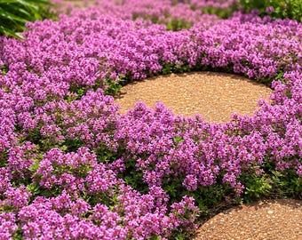 7000 Dwarf Creeping Thyme Seeds Thymus serpyllum Ground Cover Perennial Herb Pollinator Garden Seeds