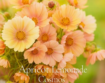 200 Apricot Lemonade Cosmos Flower Seeds Soft Pastel Blooms