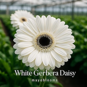 May include: Close-up of a white Gerbera Daisy with a dark center, set against a blurred green background. The flower's petals are pristine white, radiating from a dark, textured center. Text at the bottom reads "White Gerbera Daisy" and "mayablooms".