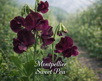 50 Montpellier Sweet Pea Seeds Lathyrus odoratus Seeds Fragrant Climbing Heirloom Flowers