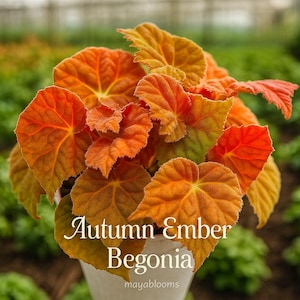 May include: A close-up of an Autumn Ember Begonia plant with large, textured leaves in shades of orange, red, and yellow. The plant is in a white pot, with the text "Autumn Ember Begonia" and "mayablooms" visible.