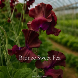 May include: Close-up of Bronze Sweet Pea flowers in shades of burgundy and purple. The petals have a ruffled texture, and the flowers are in full bloom. The background is a blurred view of a greenhouse.