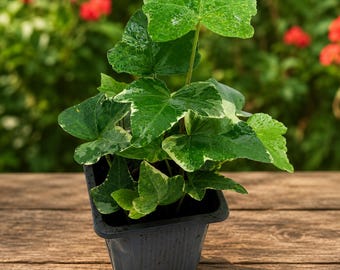 Glacier English Ivy Live Plant: Variegated Trailing Houseplant (2.5" Pot)
