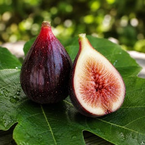 LSU Purple Fig Tree: Sweet Edible Fruit, Cold Hardy Live Plant (2.5" Pot)