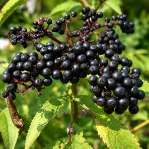 May include: A cluster of small, round, dark purple to black elderberries growing on a plant with green, serrated leaves. The berries are tightly packed on reddish-purple stems, with some individual berries showing a slightly wrinkled texture.