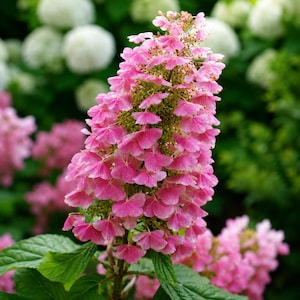 May include: A conical panicle hydrangea flower head featuring numerous small, four-petaled pink blossoms clustered densely along a central stem, interspersed with tiny green buds, supported by dark green, serrated, oval-shaped leaves.