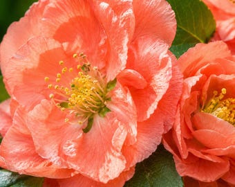 Chaenomeles Speciosa “spitfire” Flowering Quince Flowering Shrubs