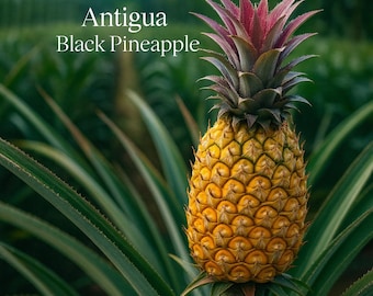 tropical succulents Large Various Succulents Tropical Plant Home Balcony Decor Props A2088   Angela Flower