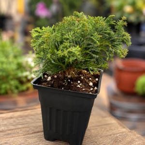 Split Rock Hinoki Cypress Live Shrub Chamaecyparis obtusa 4" Pot Evergreen Dwarf Conifer Landscape Plant