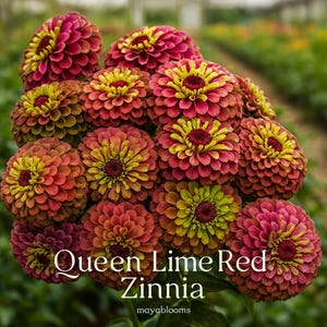 May include: A cluster of Queen Lime Red Zinnia flowers in various stages of bloom. The flowers display a gradient of colors, from deep red to yellow and lime green. The text "Queen Lime Red Zinnia" is visible.