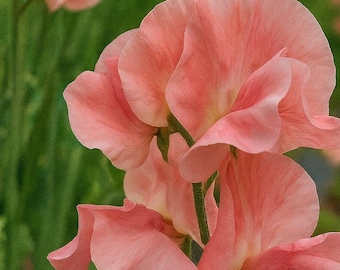 Susan Burgess Sweet Pea Seeds – Fragrant Climbing Garden Blooms