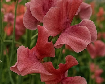 50 MM Sweet Pea Flower Seeds – Fragrant Climbing Blooms
