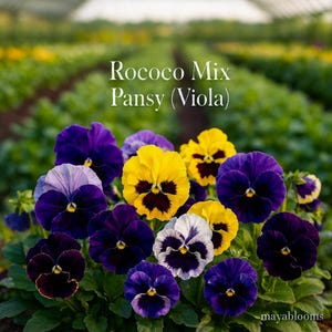 May include: A close-up of Rococo Mix Pansy (Viola) flowers in various colors, including yellow, purple, and white. The flowers have dark centers and are in full bloom, with a blurred background of a greenhouse.