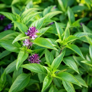 1000 Licorice Basil Seeds Ocimum basilicum Aromatic Culinary Herb Purple Flower Basil Non-GMO Herb Seeds