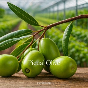 Olive Tree Seeds - Etsy