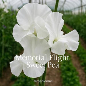 May include: Close-up of white Sweet Pea flowers, with the text "Memorial Flight Sweet Pea." The petals are delicate and ruffled, with a soft, velvety texture. The flowers are on a green stem, with a blurred background of greenery.