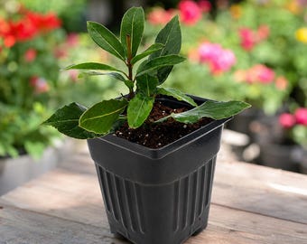 Sweet Bay Laurel Live Plant: Culinary Herb, Evergreen Foliage (4" Pot)