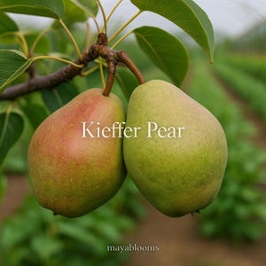 May include: Two Kieffer pears hang from a branch with green leaves. One pear is mostly green with a hint of red, the other is red with green patches. The text "Kieffer Pear" is displayed in white.