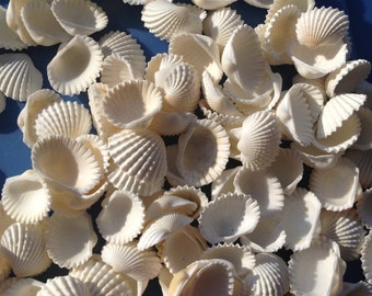 300 White clam small sea shells, natural sea shell, natural white small seashell Free shipping