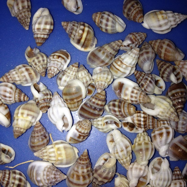 dove nassa sea shells, tiny sea shells, craft supplies, natural seashells 2 cups