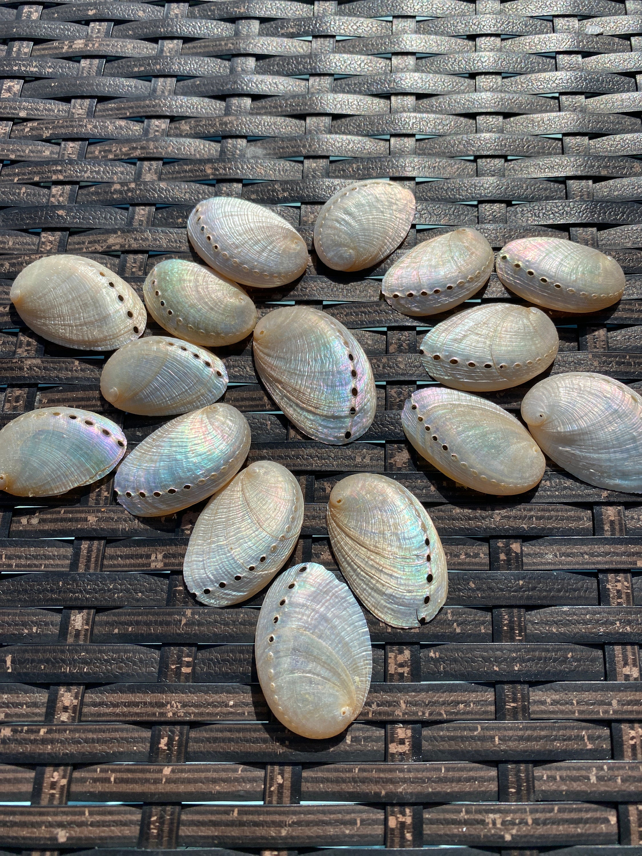 100 Pearl Abalone Shells 1 1/2" To 2" Haliotis Asinina Donkey's Ear Seashells 