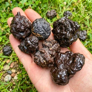 May include: A collection of dark brown, irregularly shaped stones, possibly geodes or mineral specimens, are held in a hand against a backdrop of green grass. The stones have a textured, bumpy surface and vary in size.