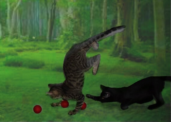 Cat big balls hot sale