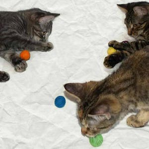 Balls for Cats Catnip Infused Felted Wool Balls 12 purr set o Fun Gift for Cats image 2