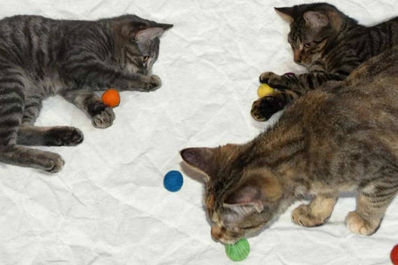 Balls for Cats Catnip Infused Felted Wool Balls 12 purr set o Fun Gift for Cats image 2