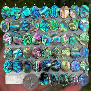 Könnte beinhalten: Eine Sammlung von fünfzig ovalen Abalone-Muschel-Cabochons, die in einem Raster angeordnet sind und jeweils einzigartige irisierende Muster in Blau, Grün und Pink aufweisen. Eine US-Nickel-Münze liegt unten links als Maßstab mit 2,12 cm Durchmesser.