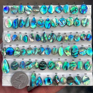 Op de afbeelding: Een verzameling van eenenzeventig gepolijste abalone schelp cabochons, gerangschikt in rijen op een wit gegroefd displayplateau. Elk stuk vertoont iriserende blauwe, groene en parelmoerachtige patronen. Een munt van vijf cent dient als schaal.