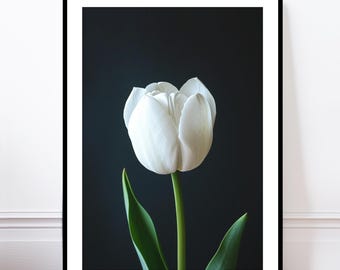 Impressão artística floral de tulipa branca: poster botânico de flor