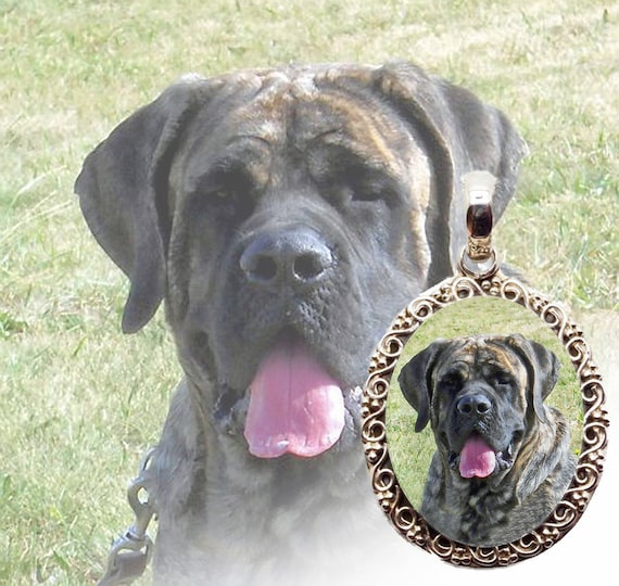 silver mastiff
