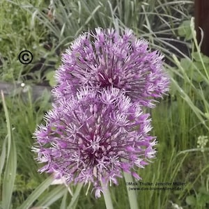 Könnte beinhalten: Zwei kugelförmige, violette Allium-Blüten mit stacheligen Blütenblättern stehen im Fokus, vor dem Hintergrund von grünem Gras und Laub. Die Blüten haben ein lebendiges, strukturiertes Aussehen, mit einem Copyright-Symbol in der oberen linken Ecke.