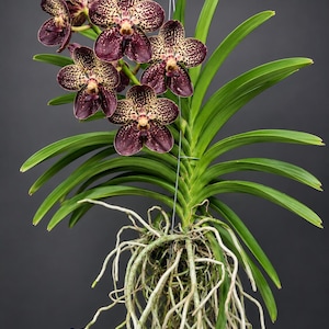 Può includere: Un'orchidea Vanda con petali color bordeaux intenso e macchie gialle. La pianta presenta lunghe foglie verde brillante a forma di nastro disposte a ventaglio e un denso grappolo di spesse radici aeree grigio chiaro che pendono verso il basso.