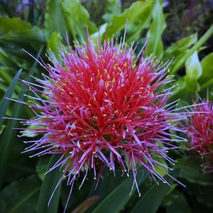 Peut inclure: Gros plan sur une fleur rouge vif avec de longs pétales fins et épineux rayonnant d'un point central. La fleur a de petits accents jaunes et est entourée de feuilles vertes. L'effet global est un affichage saisissant de couleur et de texture.