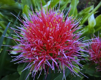Blutblume Scardous Multiflora Scadoxus Haemanthus