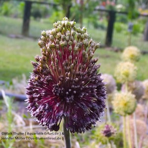 Könnte beinhalten: Nahaufnahme einer lila Zierlauchblüte mit kugelförmiger Gestalt. Die Blüte hat oben eine dichte Ansammlung kleiner Knospen, die in einen tiefvioletten Farbton übergehen. Weitere Zierlauchblüten sind im Hintergrund zu sehen.