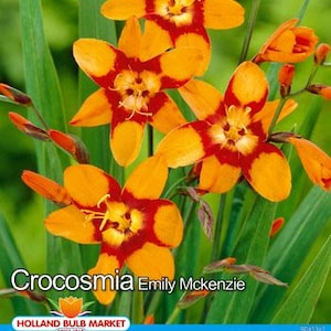 Könnte beinhalten: Nahaufnahme von Crocosmia Emily McKenzie-Blüten. Die Blüten sind leuchtend orange mit einem tiefroten Zentrum. Das Bild zeigt auch grüne Blätter und Stiele, mit dem Text "Crocosmia Emily McKenzie" unten.