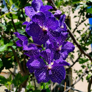 Vanda Blue Magic orchid, ready to bloom with bud or flower