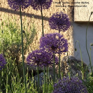 Könnte beinhalten: Nahaufnahme von lila Allium-Blüten mit kugelförmigen Blütenköpfen und langen grünen Stielen. Das Bild zeigt die Blumen in einem Garten, mit grünem Laub und einer strukturierten Wand im Hintergrund, die die lebendige Farbe der Blumen hervorhebt.